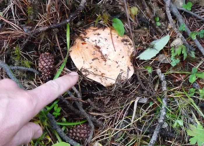 Apartment Romeu Via *